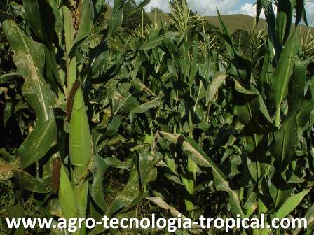 El maiz superdulce es capaz de producir dos mazorcas por planta